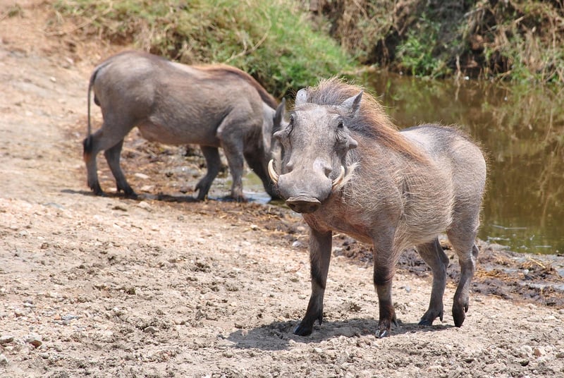 Serengeti National Park